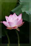 Lotus -09_nEO_IMG