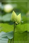 Lotus -10_nEO_IMG
