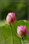 Lotus -11_nEO_IMG