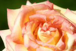 IMG_4004 copy