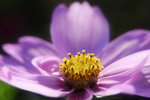 IMG_4017 copy