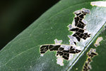 IMG_4453 copy