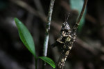 IMG_4484 copy