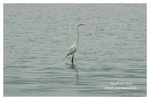 DSC_6002S