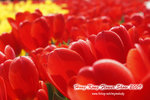 _MG_7030 copy