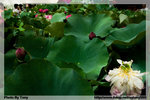 CRW_3612