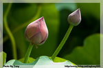 
CRW_3621