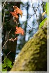 IMG_2998