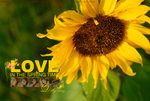 debbyspring02_small