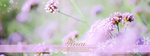 vivica-banner05
