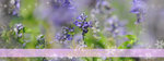 vivica-banner07