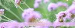 vivica-banner34