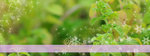 vivica-banner41