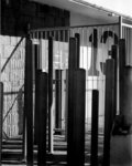 061105_4x5_Tmax100_BW_01_B