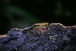 050702_100VS__A03