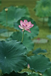 050529_RAP_A06