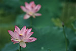 050529_RAP_B02