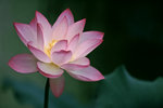 050529_RAP_C01