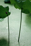 050529_RAP_C05
