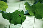 050529_RAP_C06