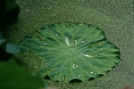 050529_RAP_D04