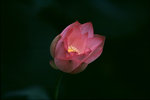 050529_RDP3_A04