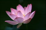 050529_RDP3_A05