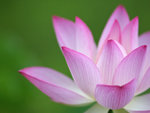 Wallpaper LG6G8098