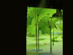 Wallpaper LG6G8485_01