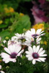 DPP_0231_resize