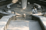 Ding run