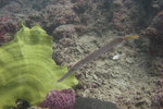 SIPANDAN080505_1212