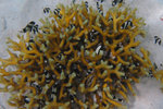 SIPANDAN080505_1433
