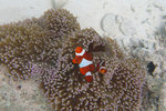 SIPANDAN080505_1443