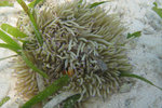 SIPANDAN080505_1544