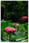 HK Park jul 60053