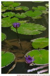 HK Park jul 60056
