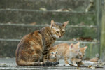 IMG_0371 (1)