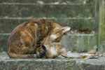 IMG_0375 (1)