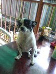 2007-07-15 dog @ �M���W