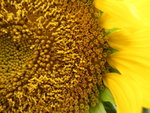P3201378_�j�p 