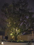P2110553_�j�p 