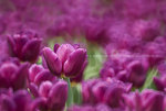 ROB_1596