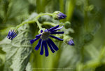 ROB_1620