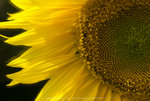 ROB_1636
