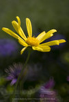 ROB_1675