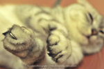 _DSC0884 copy