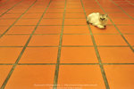 _DSC0909-1 copy