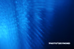 Snp_3696