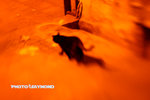 Snp_3802